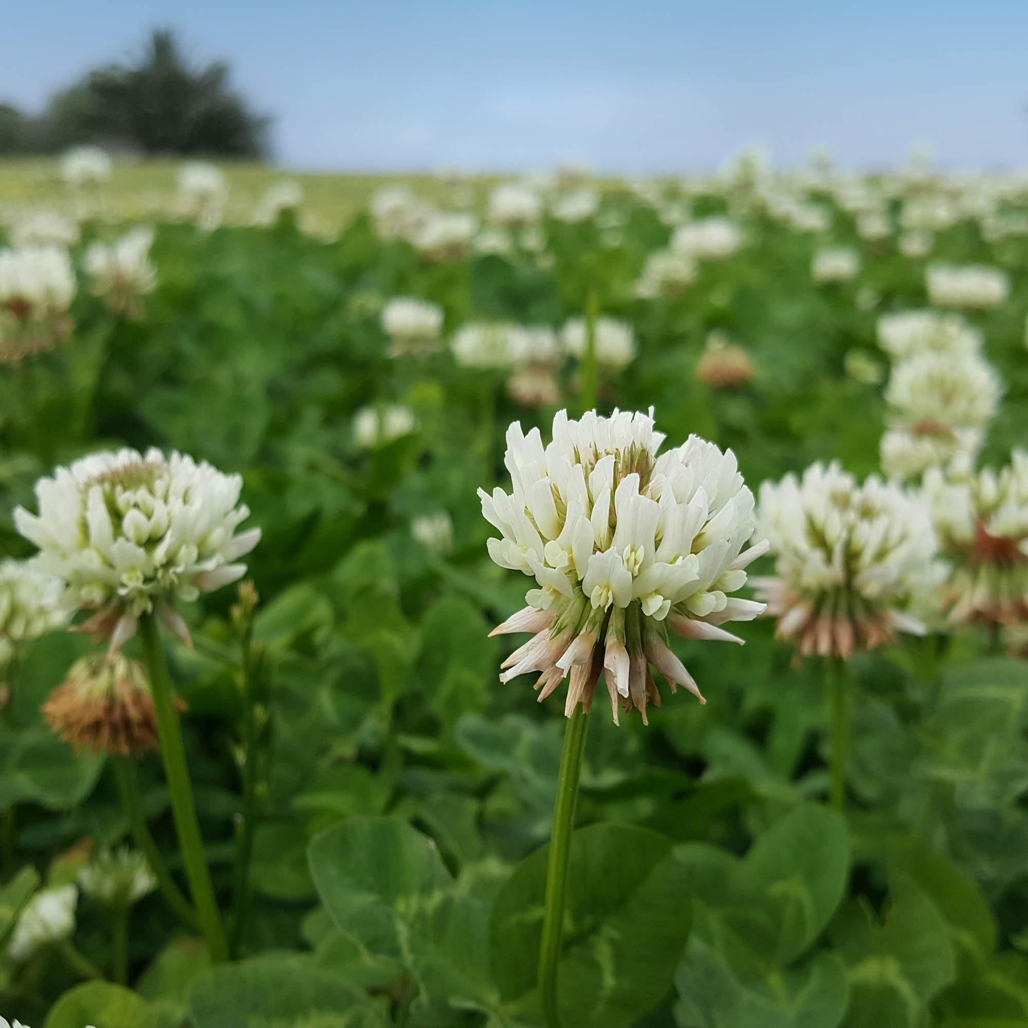 Close-up of Outsidepride White Clover Seeds