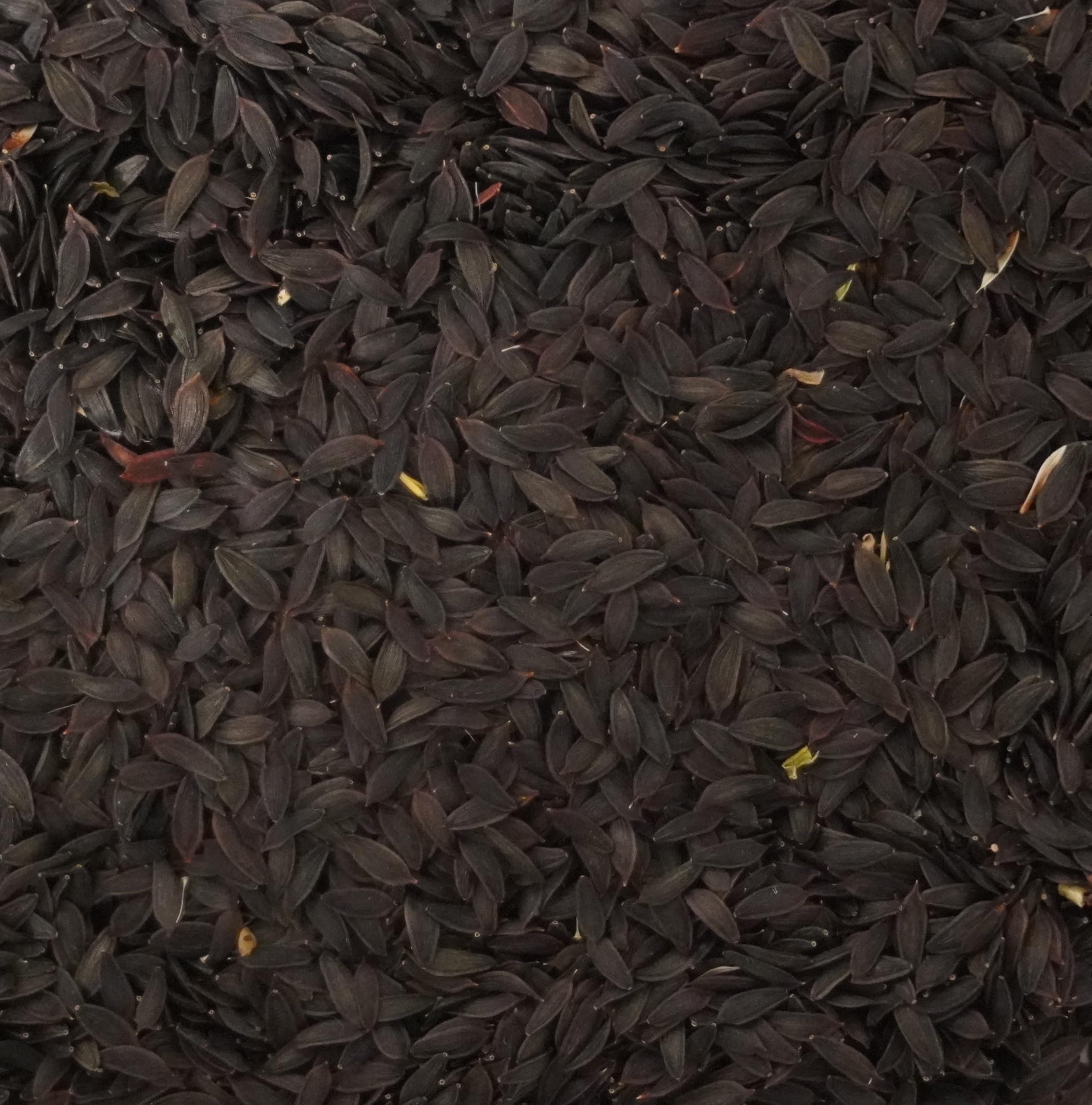 Close-up of Palm Beach Medicinal Herbs Wild Lettuce Seeds