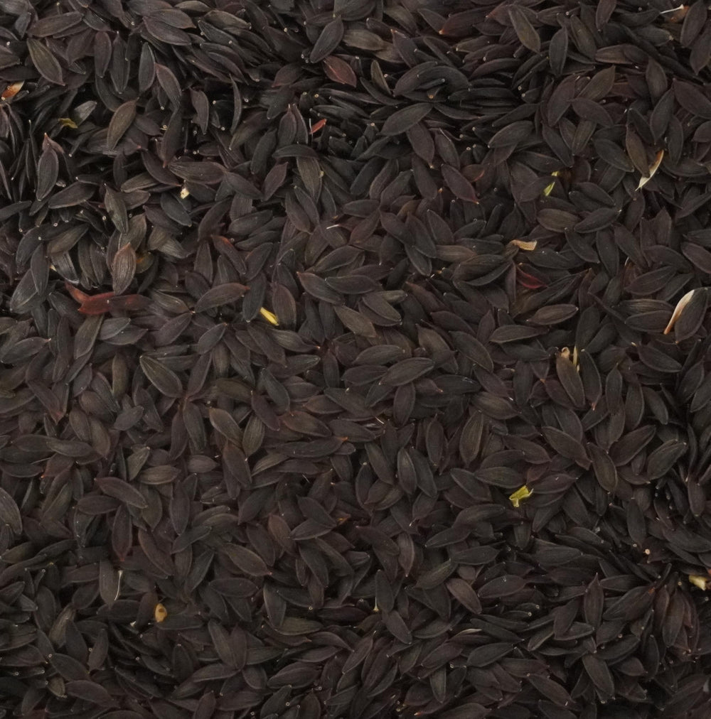 Close-up of Palm Beach Medicinal Herbs Wild Lettuce Seeds