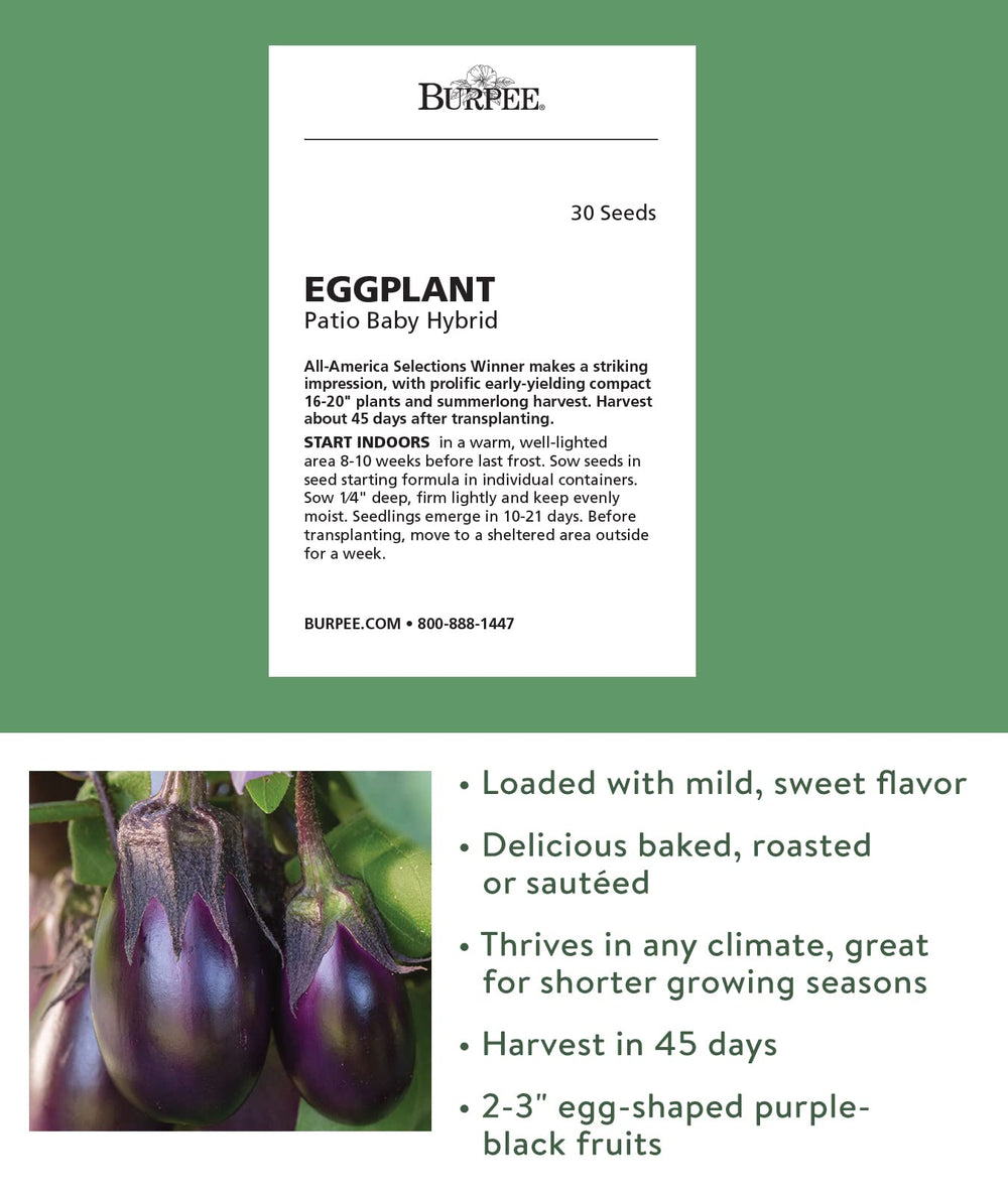 Close-up of Patio Baby Eggplant seeds showing non-GMO label