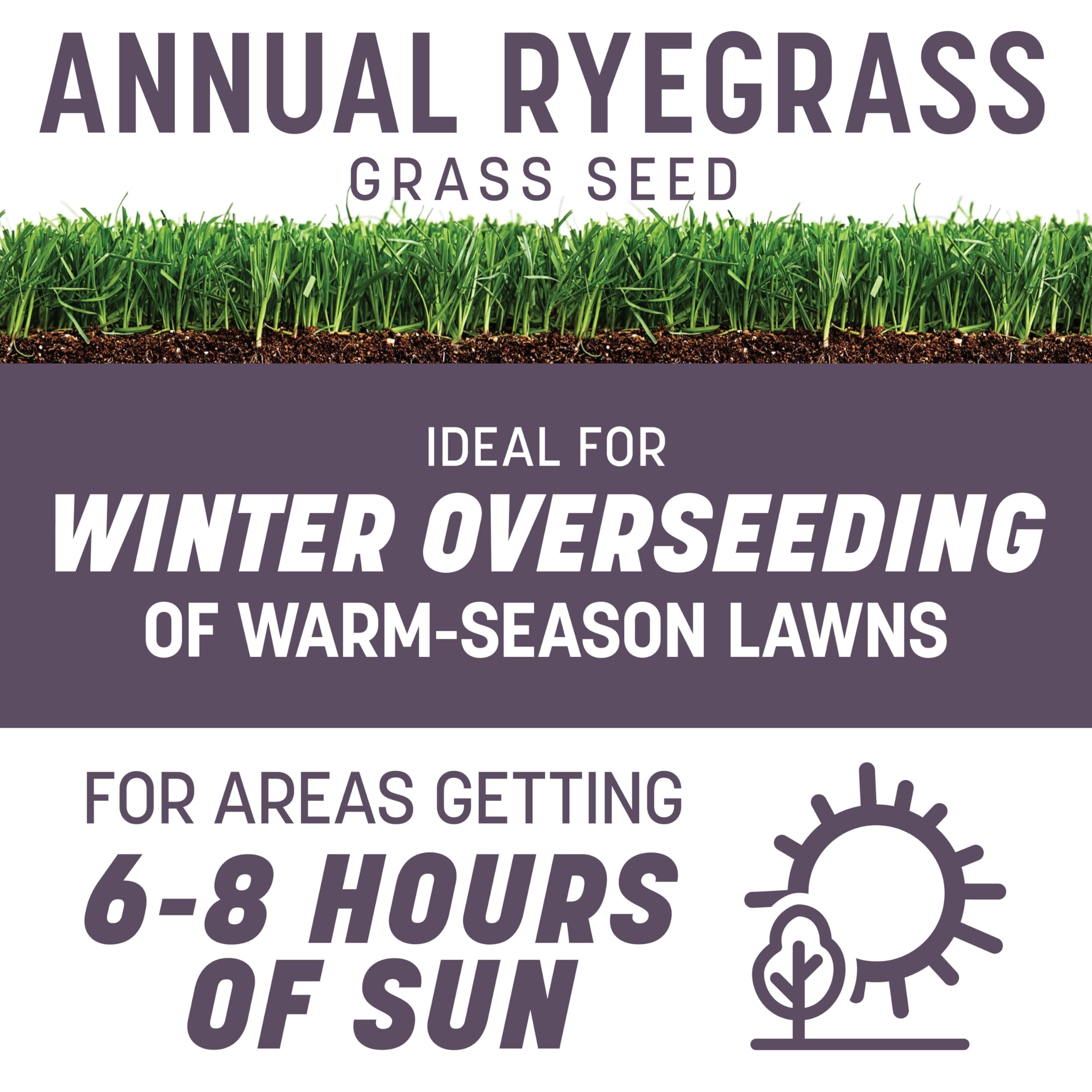 Close-up of Pennington Annual Ryegrass seeds