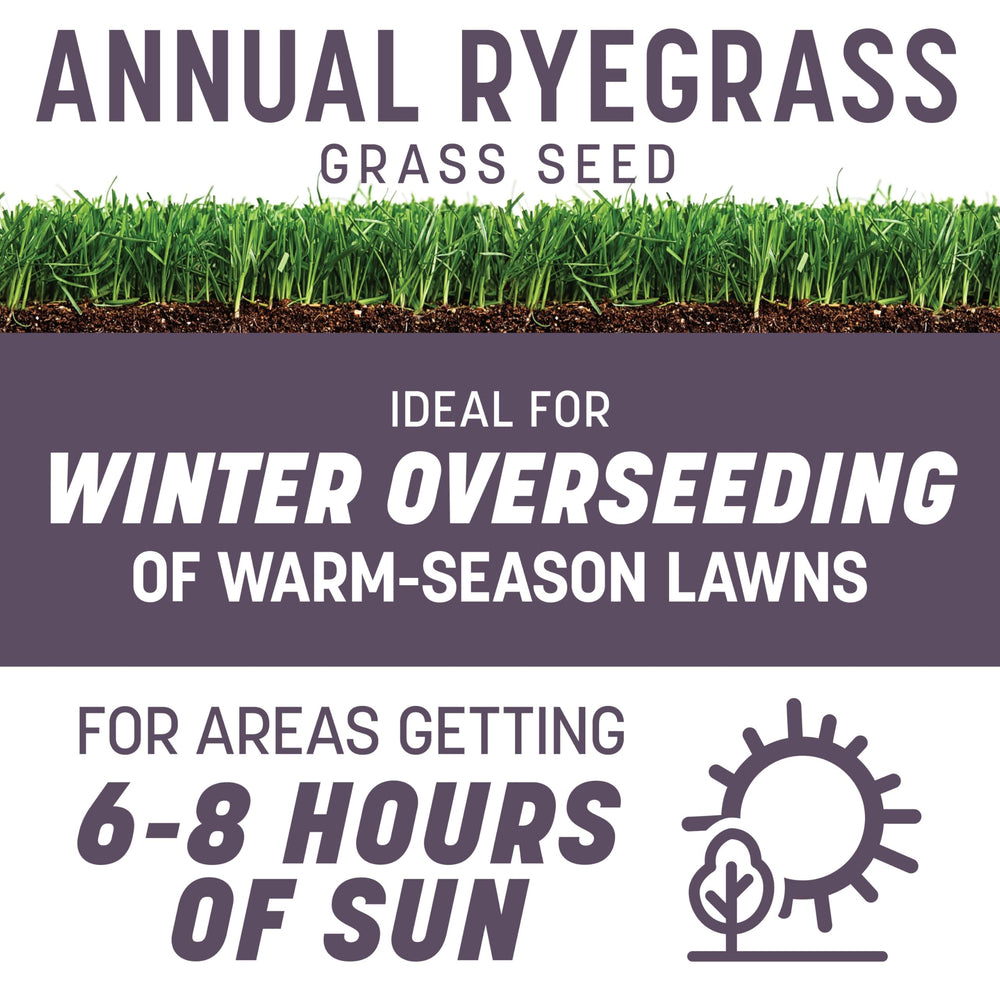 Close-up of Pennington Annual Ryegrass seeds