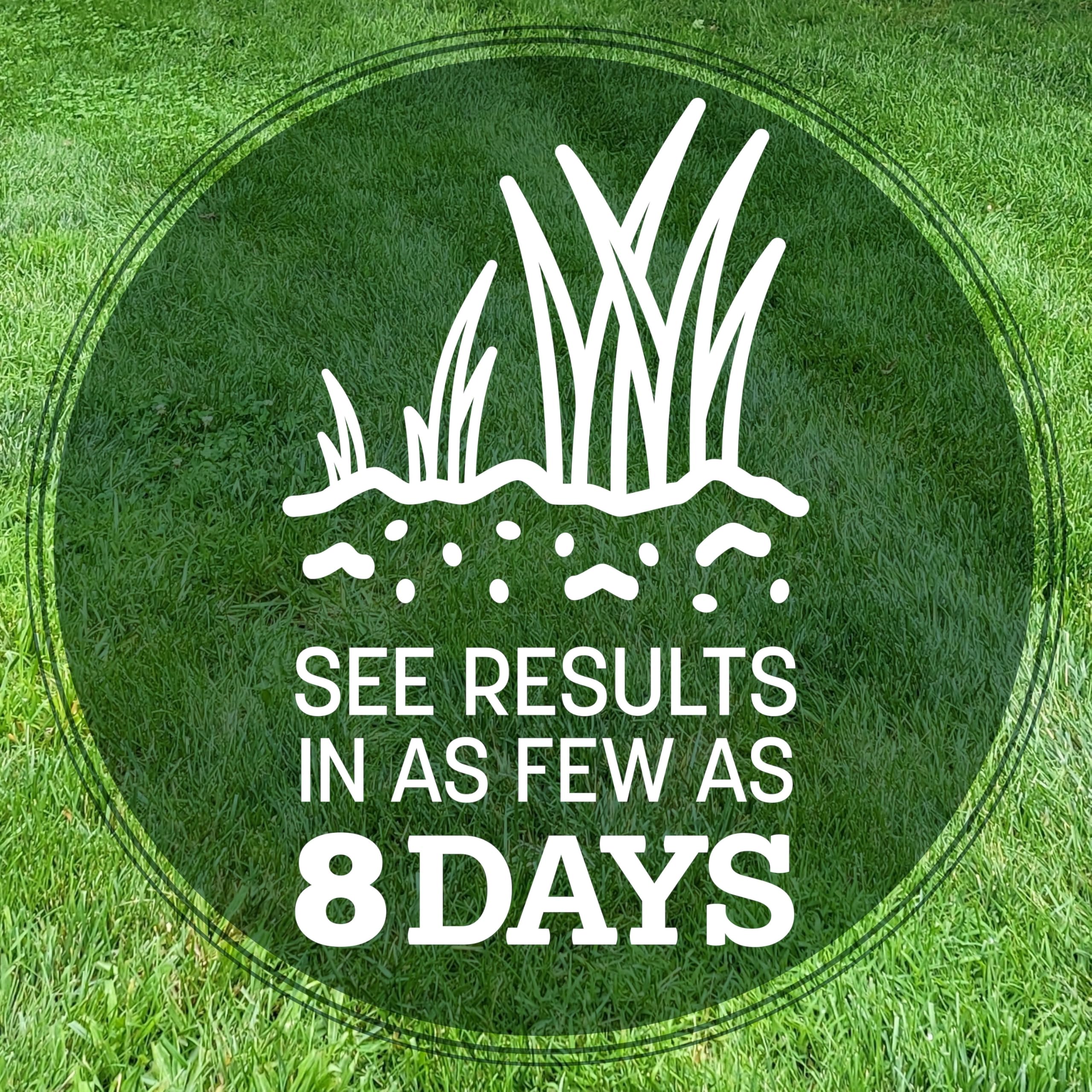 Close-up of Pennington Kentucky 31 Tall Fescue Grass Seed