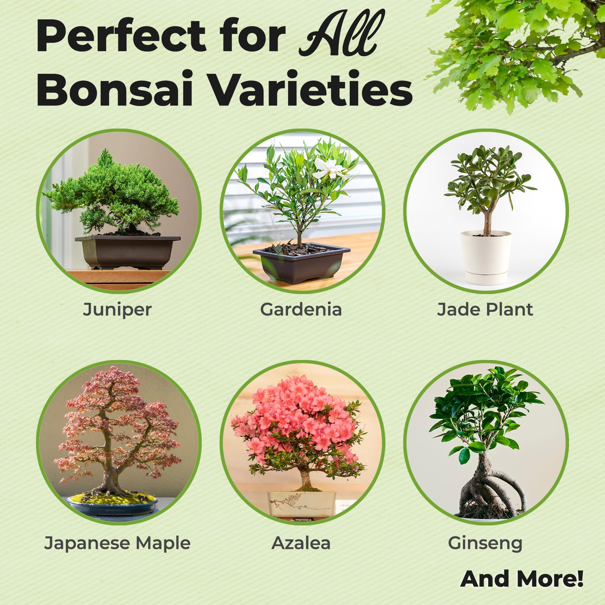Close-up of PERFECT PLANTS Bonsai Fertilizer granules