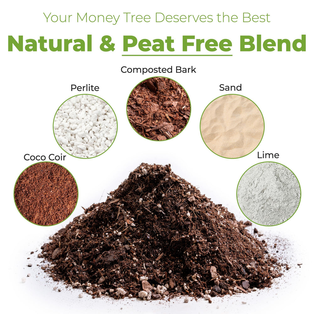 Close-up of Perfect Plants Money Tree Potting Soil texture