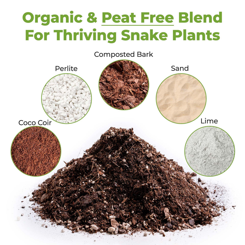 Close-up of PERFECT PLANTS Snake Plant Soil texture