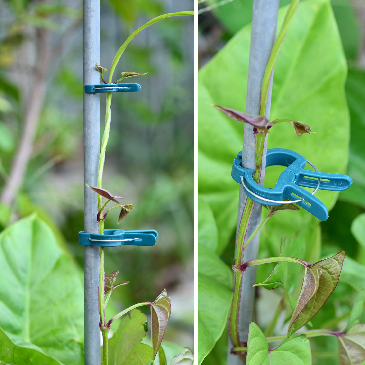 Close-up of PERSZEN plant clip attached to a cucumber vine