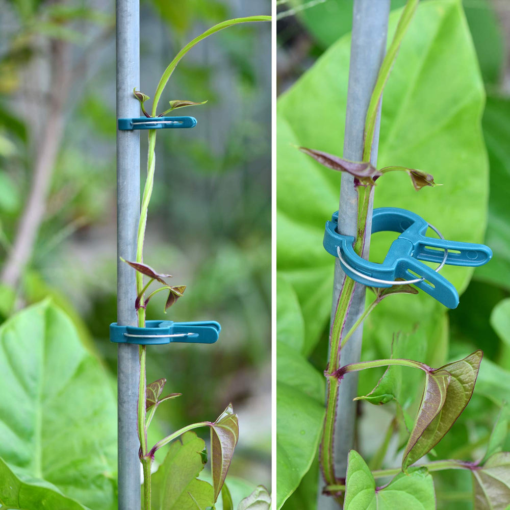 Close-up of PERSZEN plant clip attached to a cucumber vine
