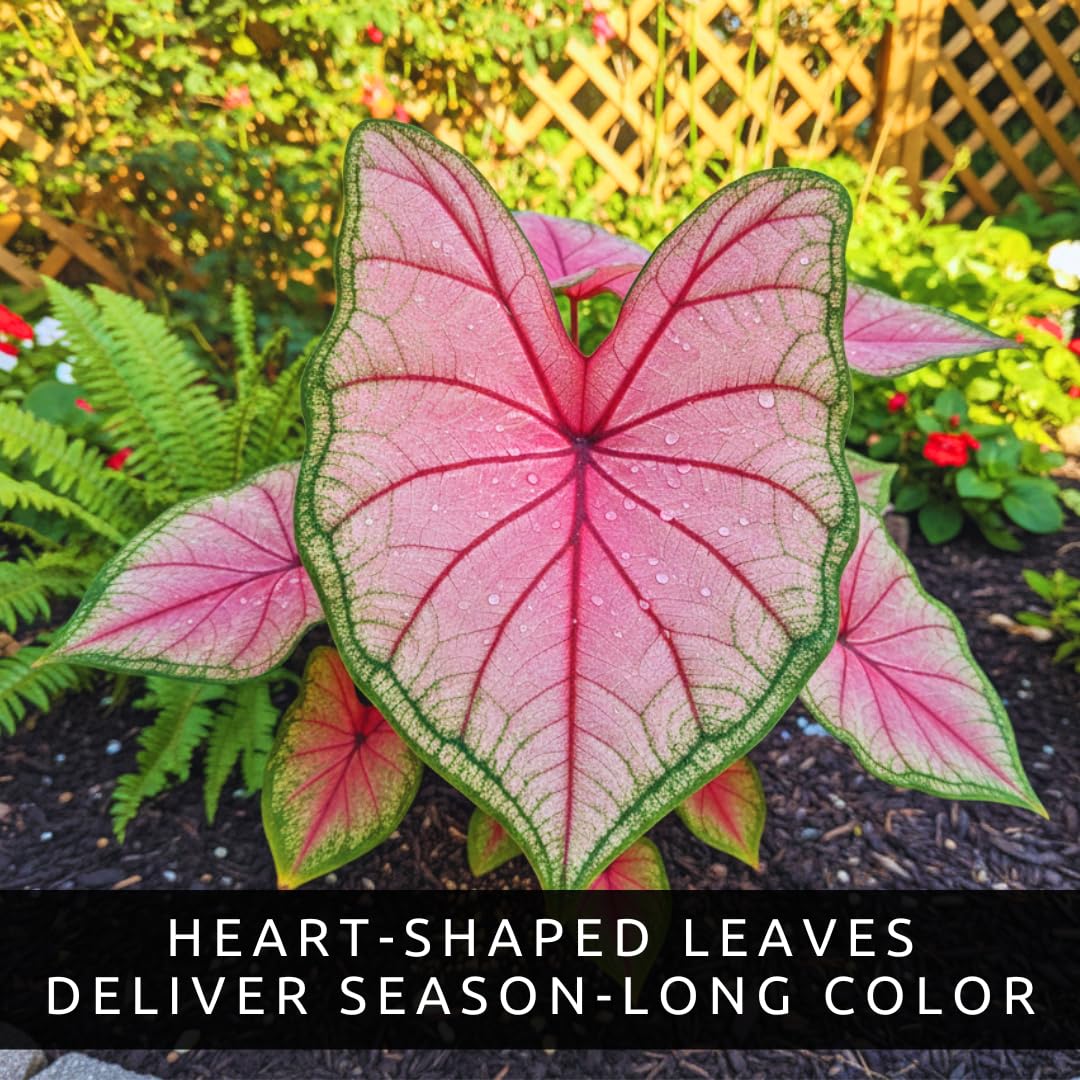 Close-up of Pink Princess Caladium bulb showing vibrant colour
