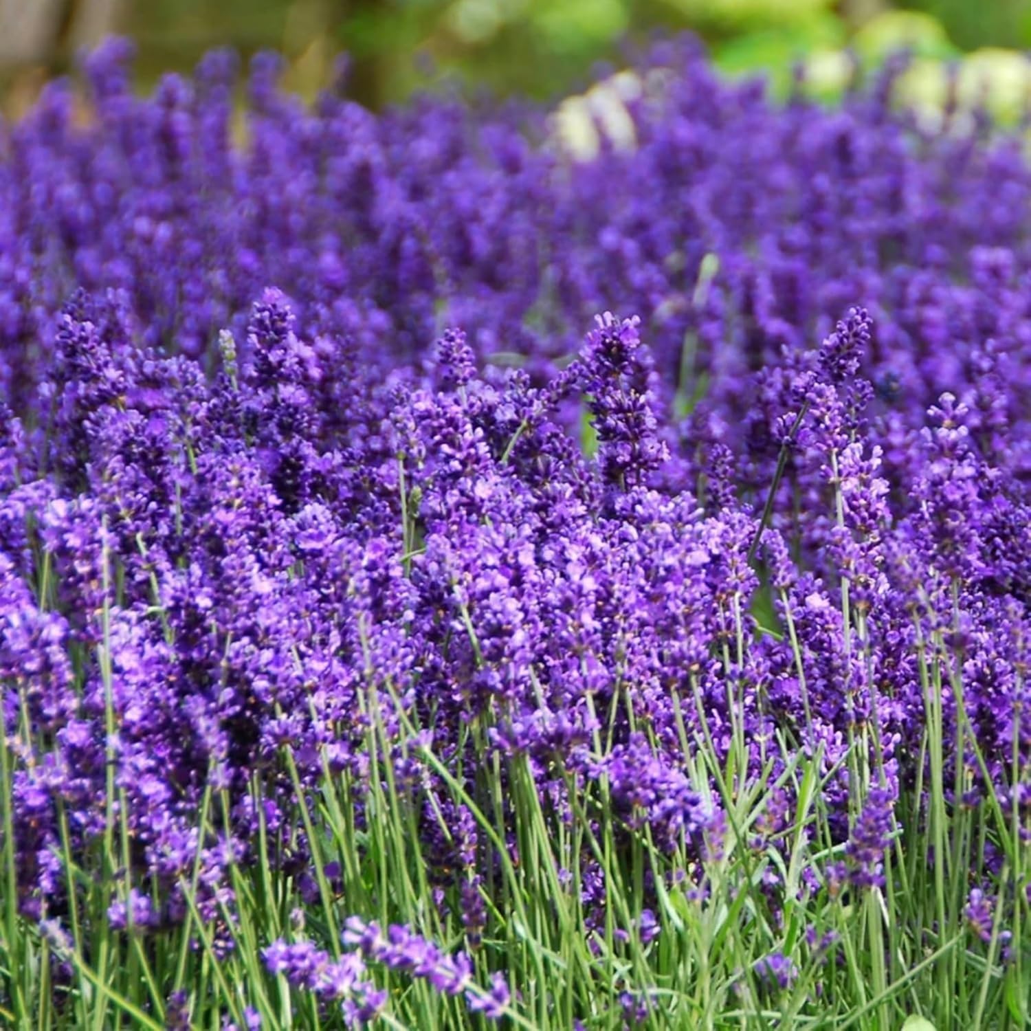 Close-up of PLANTMEW lavender seeds in a bowl