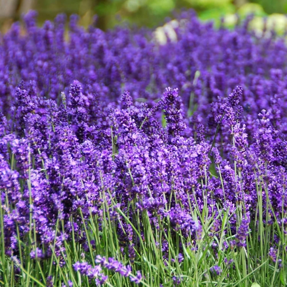 Close-up of PLANTMEW lavender seeds in a bowl