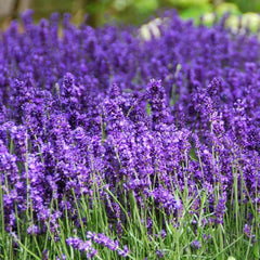 Close-up of PLANTMEW lavender seeds in a bowl