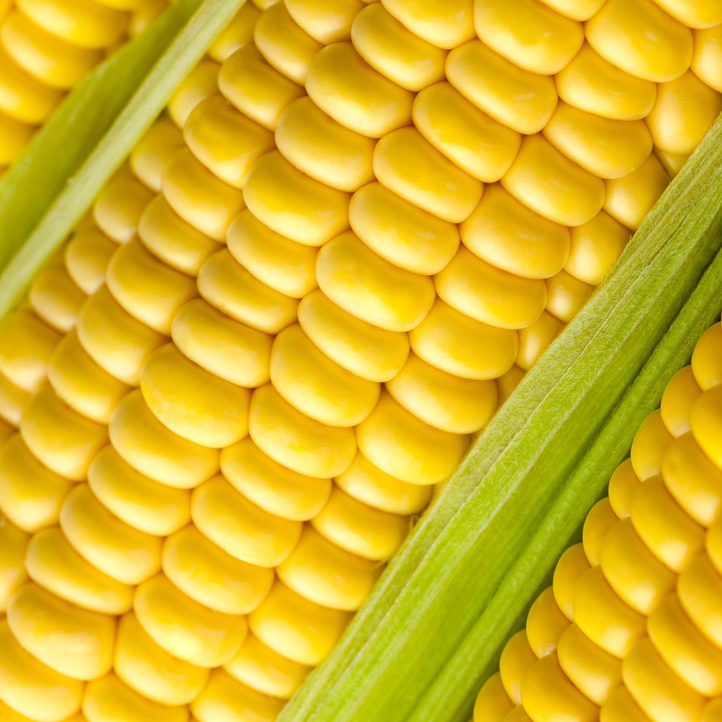 Close-up of plump yellow corn kernels
