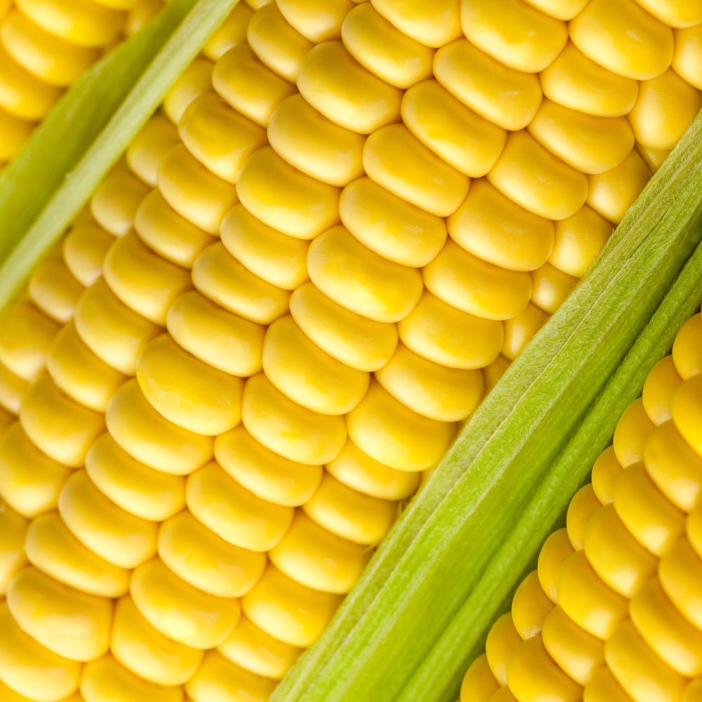 Close-up of plump yellow corn kernels