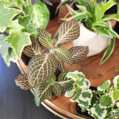 Close-up of Pothos plant from the assorted houseplants pack