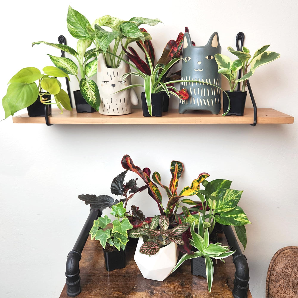 Close-up of Pothos plant from the Easy to Grow Houseplants pack
