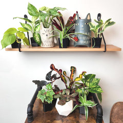 Close-up of Pothos plant from the Easy to Grow Houseplants pack