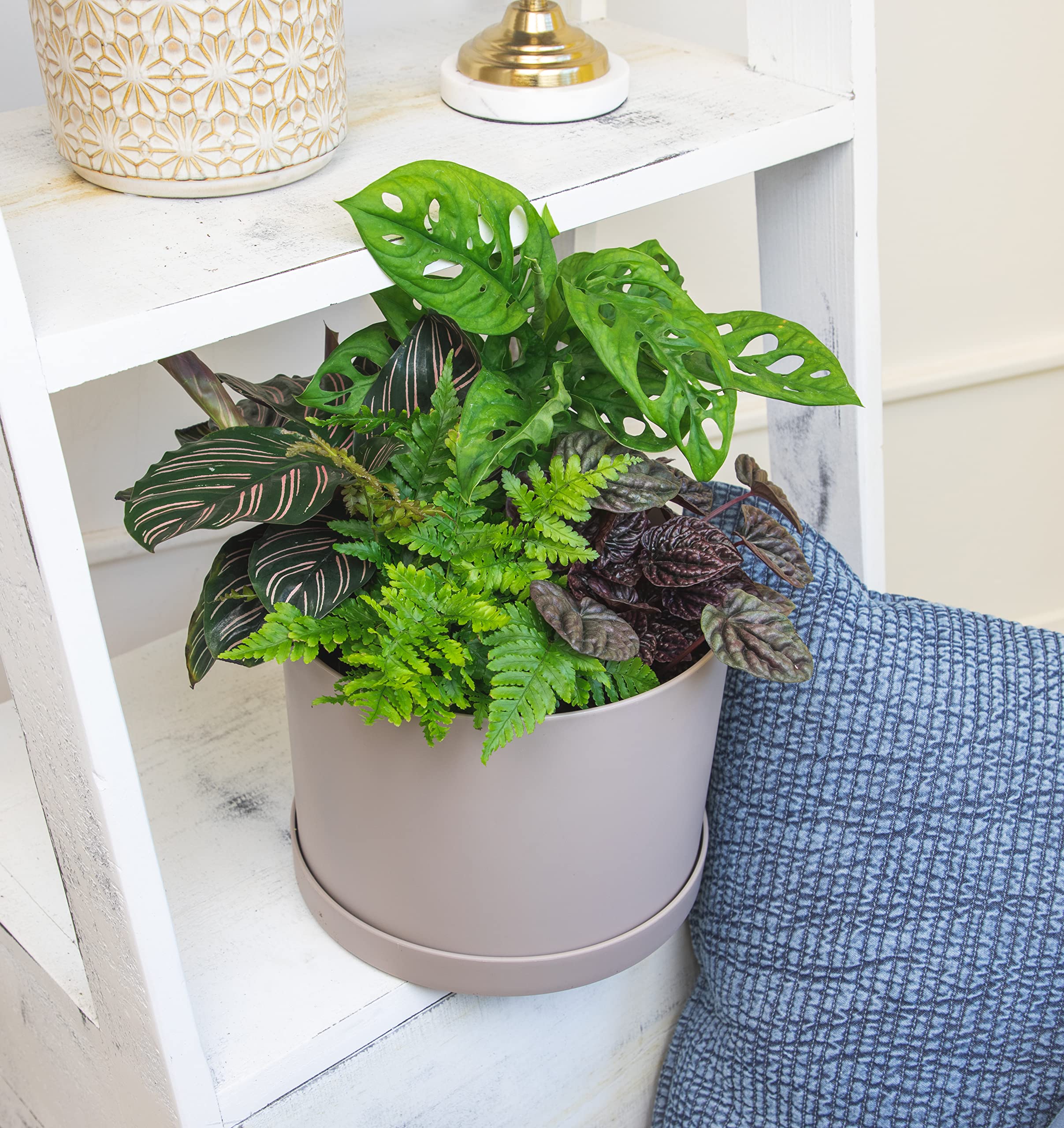 Close-up of Pothos plant in 4 inch nursery pot