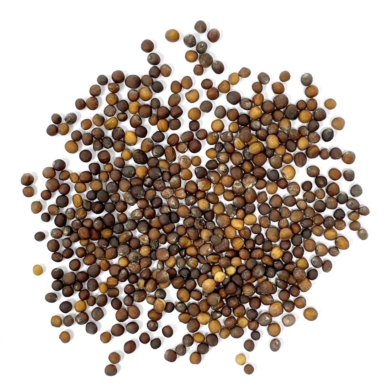 Close-up of Purely Organic Kale Seeds showcasing seed detail