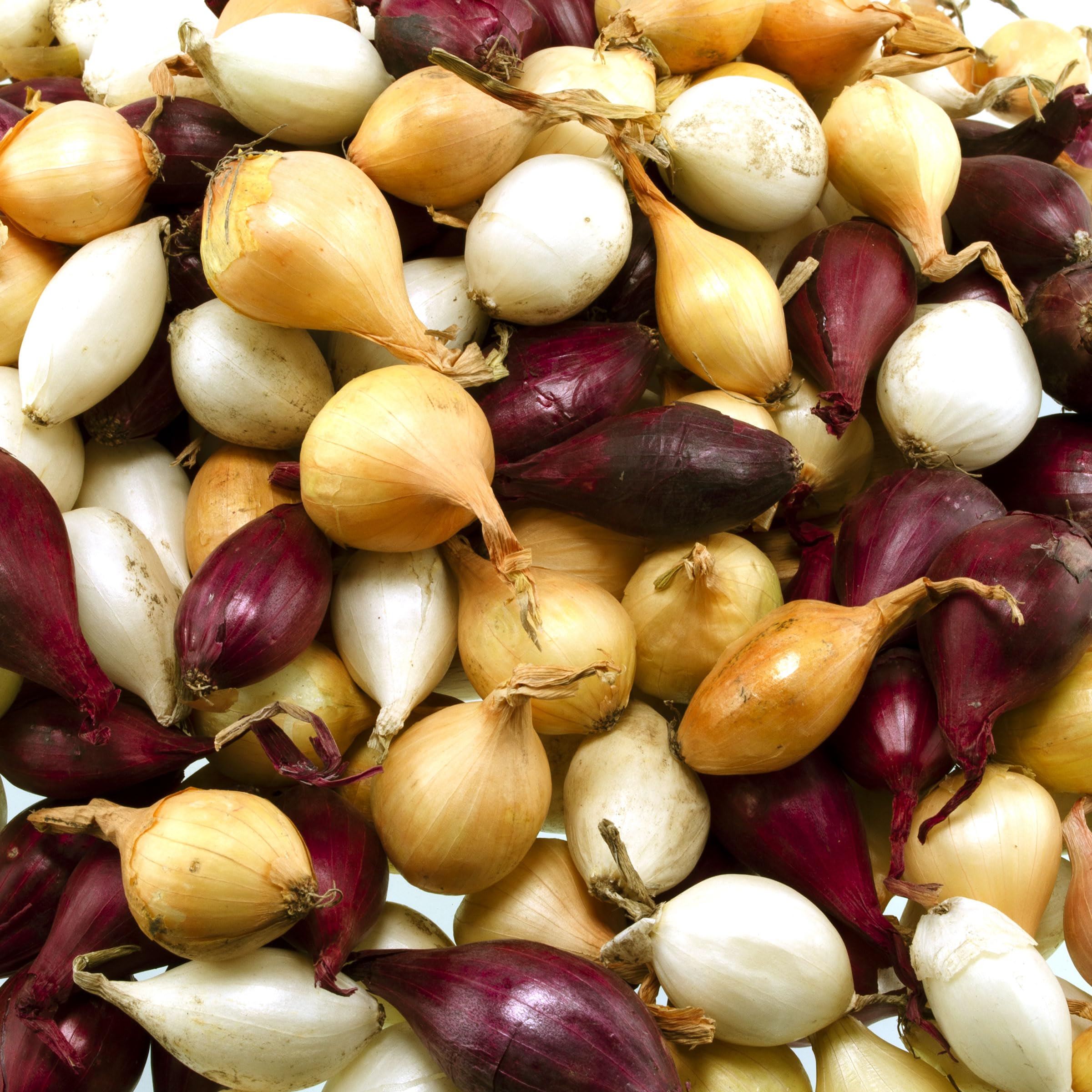 Close-up of red, white, and yellow onion bulbs in package