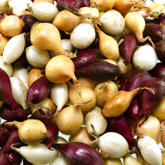 Close-up of red, white, and yellow onion bulbs in package