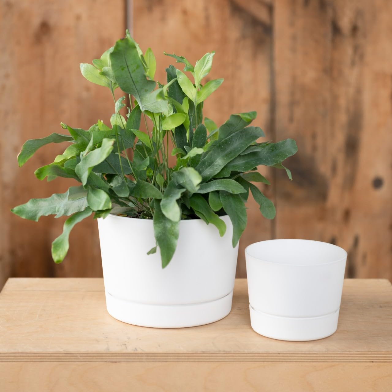 Close-up of Root & Vessel 12.5-inch matte white pot
