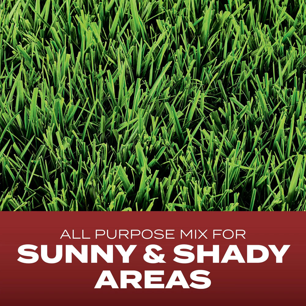 Close-up of Scotts Turf Builder Grass Seed coated seeds