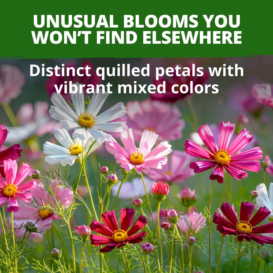 Close-up of Sea Shells Cosmos flowers in various colours
