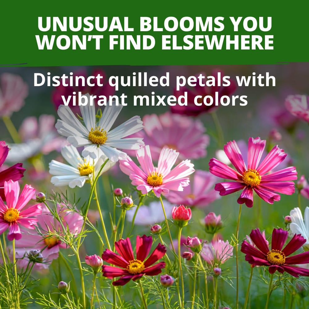 Close-up of Sea Shells Cosmos flowers in various colours