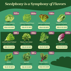 Close-up of Seedphony lettuce seeds variety