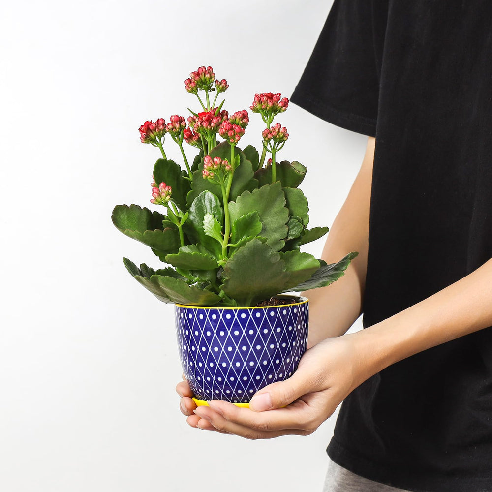 Close-up of Selamica 4.6-inch ceramic pot with drainage hole