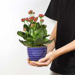 Close-up of Selamica 4.6-inch ceramic pot with drainage hole