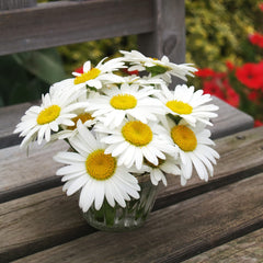 Close-up of Shasta Daisy flower