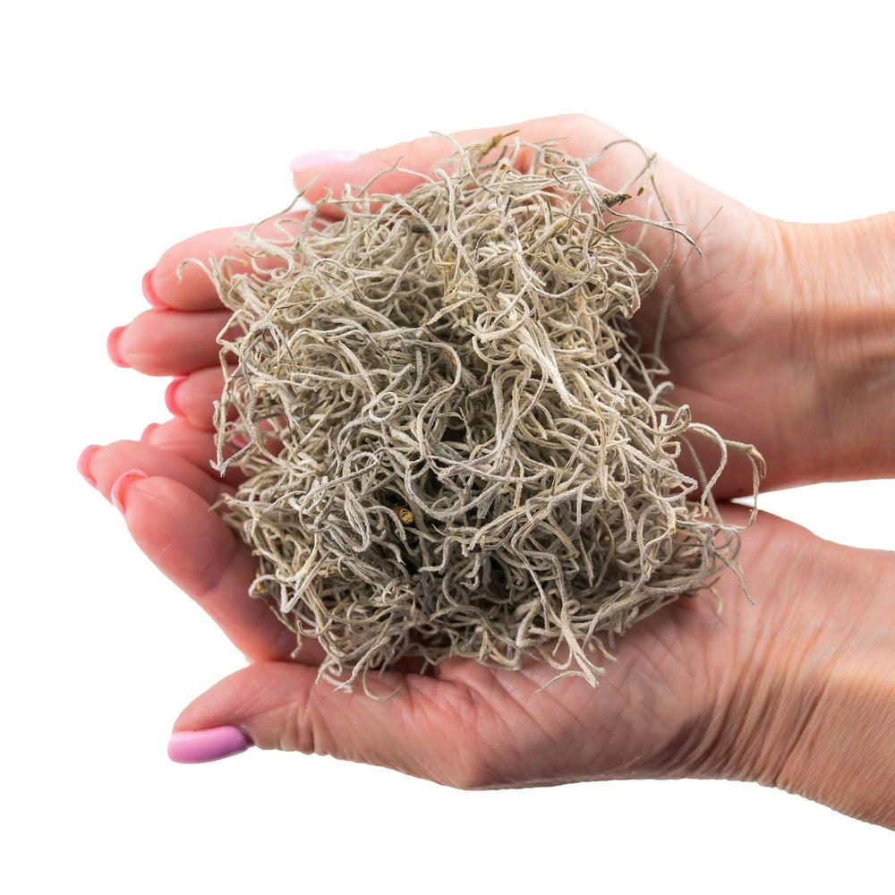 Close-up of Spanish moss strands for floral arrangements