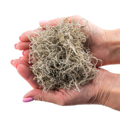 Close-up of Spanish moss strands for floral arrangements