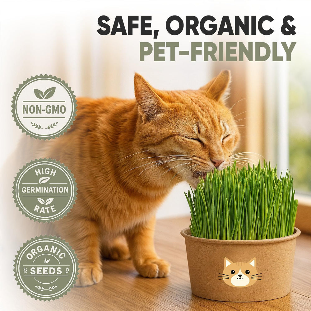 Close-up of sprouting cat grass from AVERGO kit