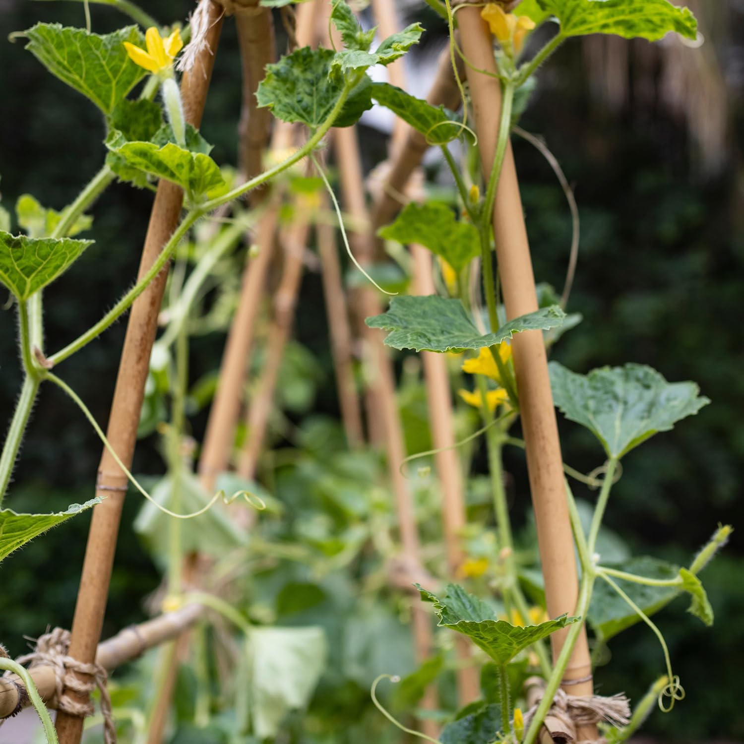 Close-up of Stroller bamboo stake installation in a potted plant