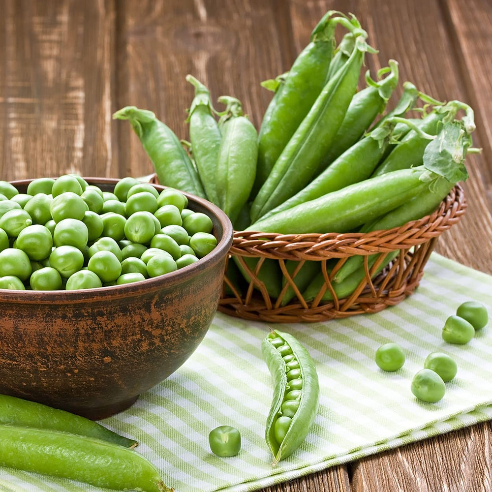 Close-up of Sugar Daddy Snap Peas on the vine