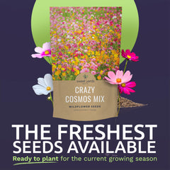 Close-up of SWEET YARDS Crazy Cosmos Seeds in packaging