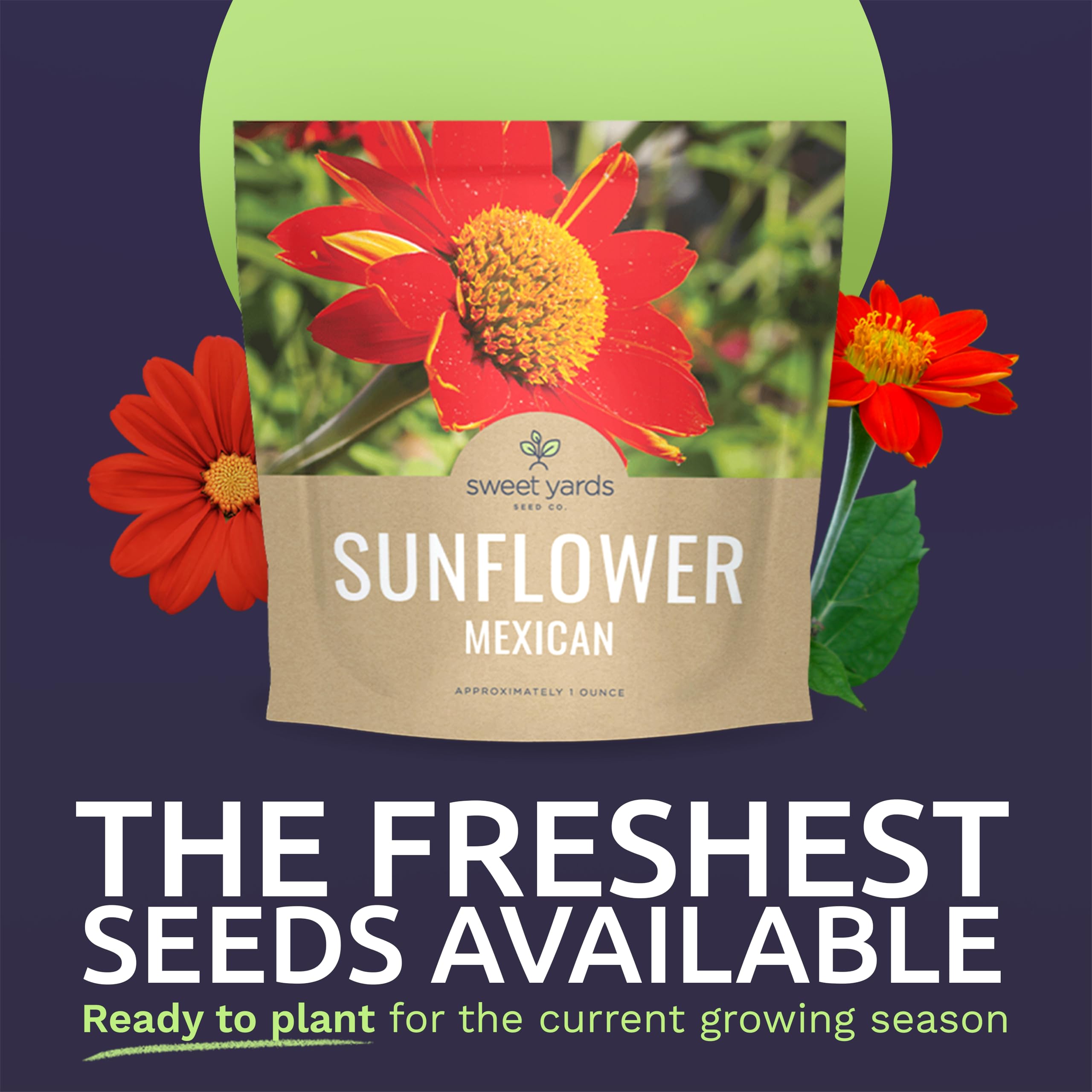 Close-up of SWEET YARDS Mexican Sunflower Seeds