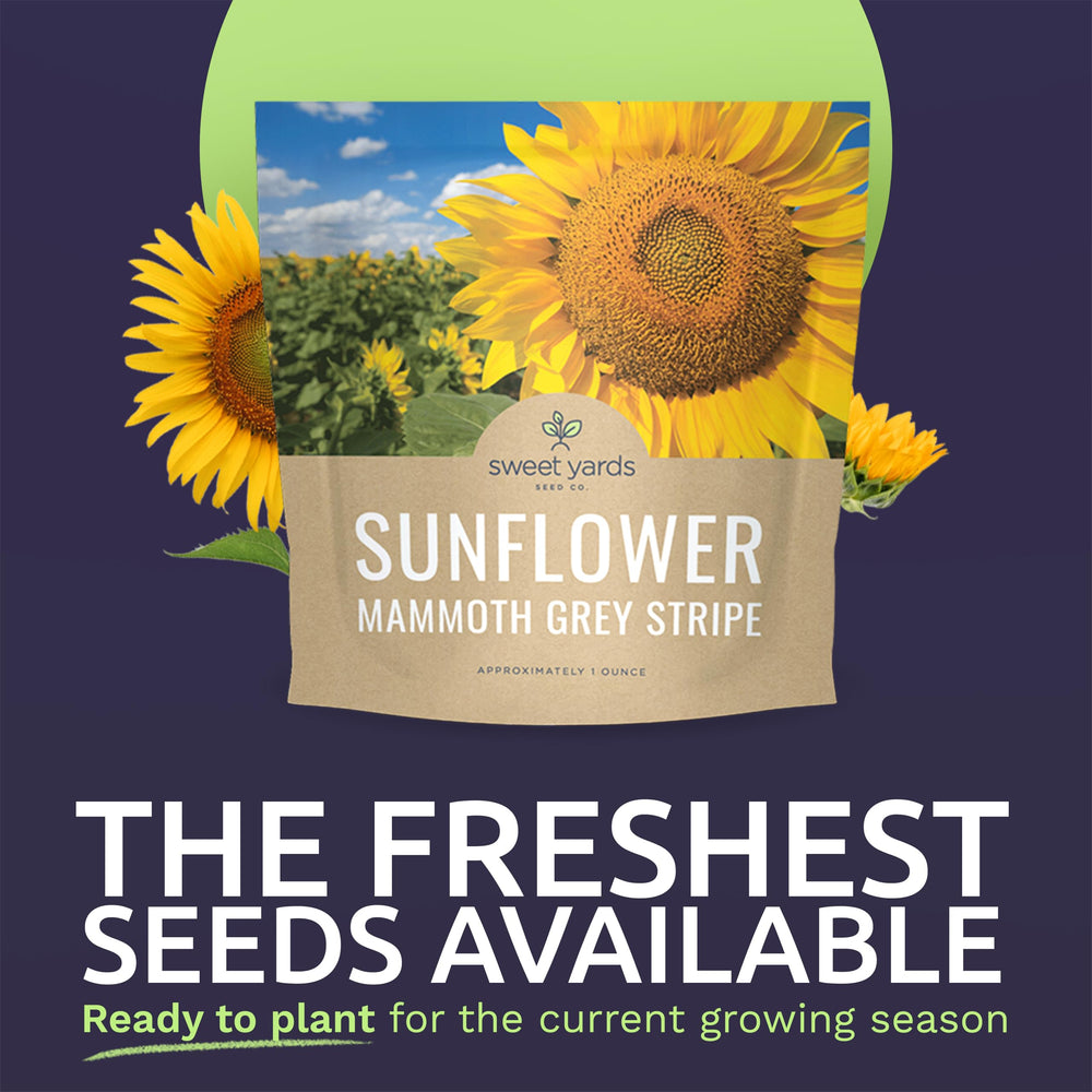 Close-up of SWEET YARDS sunflower seeds