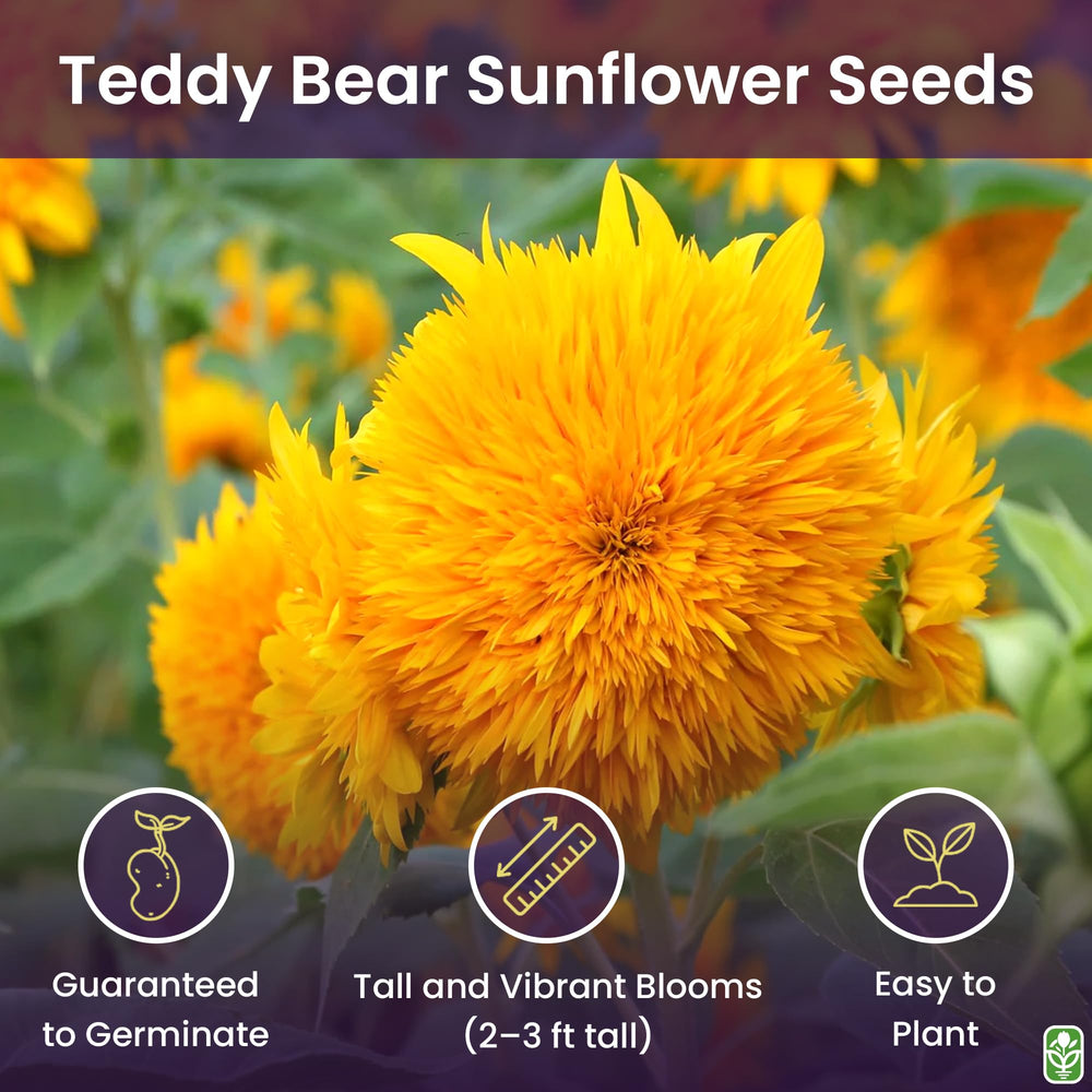 Close-up of Teddy Bear sunflower seeds showing yellow seeds
