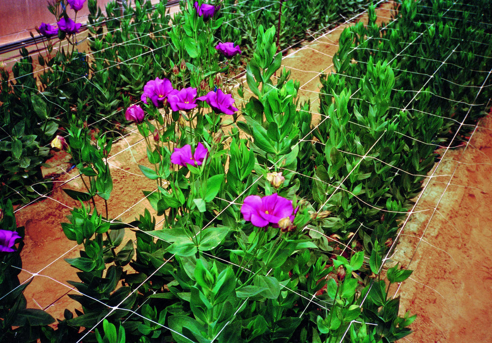 Close-up of TENAX Hortonova trellis netting