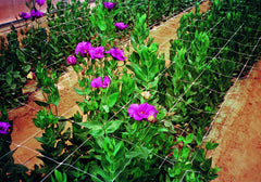 Close-up of TENAX Hortonova trellis netting