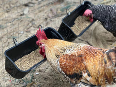 Close-up of Terminalia Poultry Feeder capacity measurement