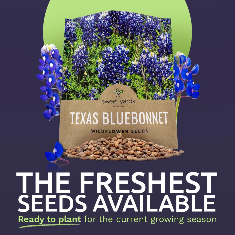Close-up of Texas Bluebonnet seeds from SWEET YARDS
