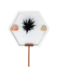 Close-up of the air plant in Nature's Mark Zen Garden Kit