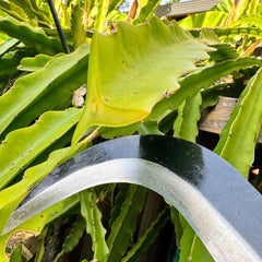 Close-up of the carbon steel blade of Z & G Billhook Sickle Machete