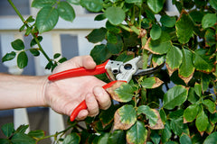 Close-up of the forged steel blade on Corona BP 4250 Pruner