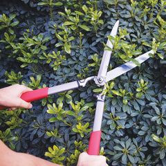 Close-up of the forged steel blades of Corona Clipper hedge shears